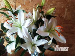 Дом 36м², 1-этажный, на длительный срок, 