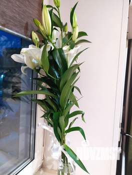 Дом 36м², 1-этажный, на длительный срок, 