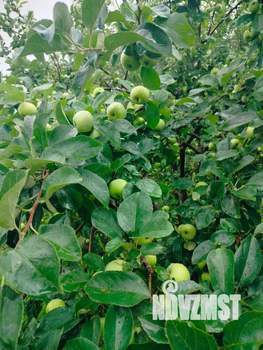 Дом 24м², 1-этажный, участок 6 сот.  