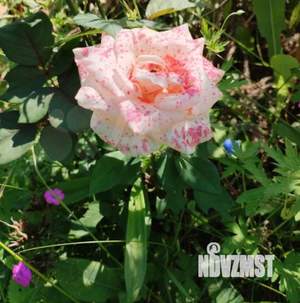 Дом 30м², 2-этажный, участок 7 сот.  